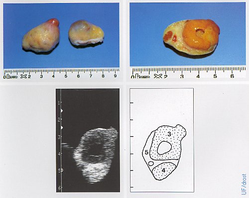 Ovaries on Day 16 of the Estrous Cycle.