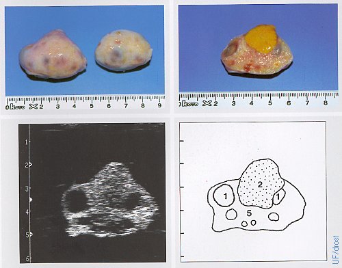 Ovaries on Day 20 of the Estrous Cycle.