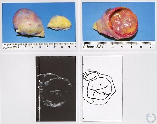 Drost Project The Visual Guide To Bovine Reproduction Female