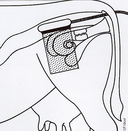 Transrectal Ultrasonography.