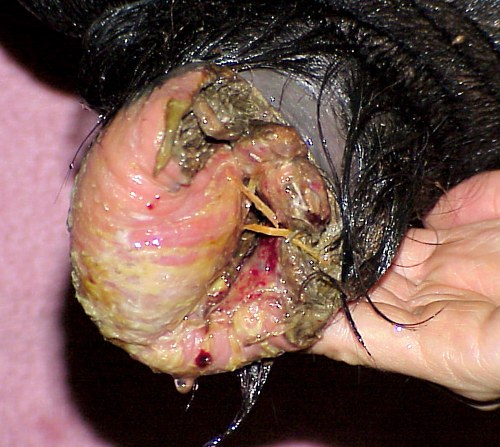 Laceration and infection of the end of the prepuce of an Angus bull.
