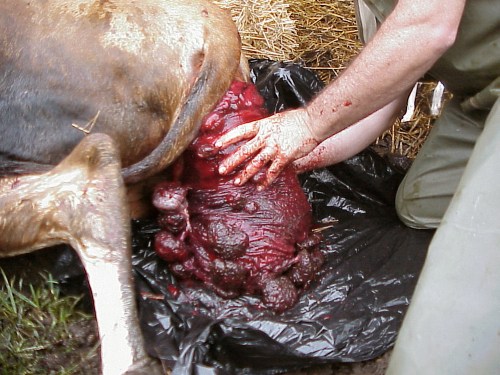 Prolapsed Uterus in a Jersey Cow.