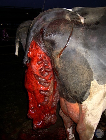 Prolapsed Uterus in a Holstein Cow.
