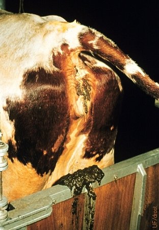 Cow after Replacement of the Prolapsed Vagina.