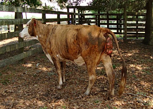 Cervicovaginal Prolapse in a Braford Cow.