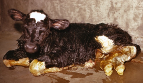 Overdue Holstein Calf.