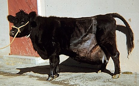 Abdominal Hernia in a Pregnant Cow.