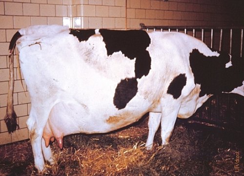 Abdominal Hernia in a Late Pregnant Cow.