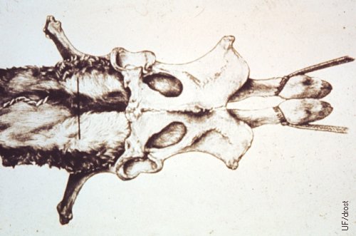 Ventral View of a Calf in Posterior Presentation.