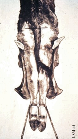 Dorsal View While Standing.