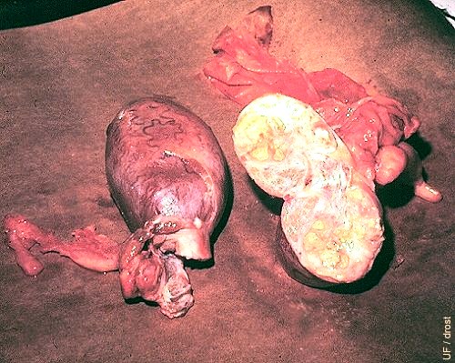 Brucella Infection of the Testis.
