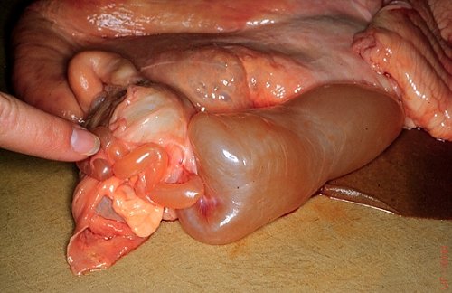 Close-up of Elongated Cystic Ovarian Bursa.