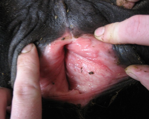 Granular Venereal Disease.