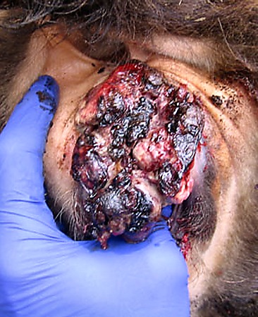 Squamous Cell Carcinoma of the Labiae.