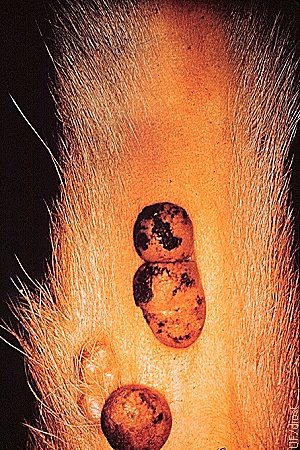 Fibropapilloma