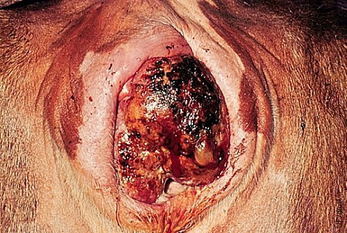 Squamous Cell Carcinoma.