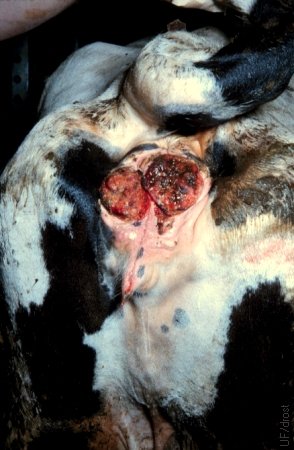 Squamous Cell Carcinoma.