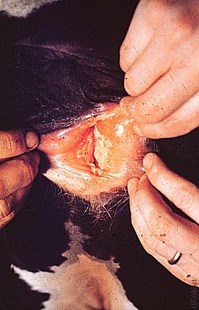 Bovine Herpes Virus Infection.