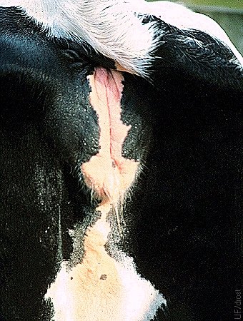 Vulva of a Cow in Estrus.