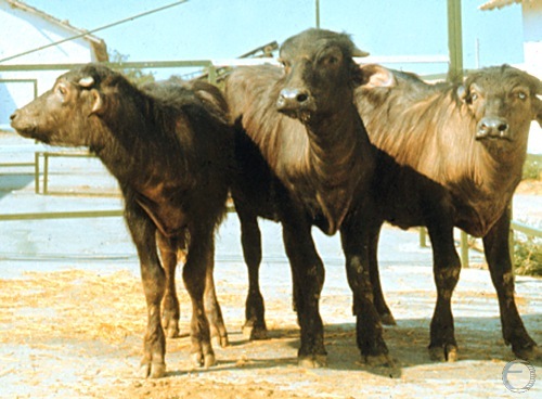 The First ET Calves in Bulgaria.