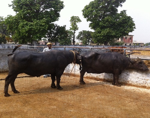 Chin Ball Marker Heat Estrus Breeding Detection Bull Marking Harness Kow Ball 