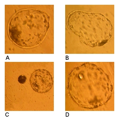 Hatching of Parthenogenic Blastotcysts.