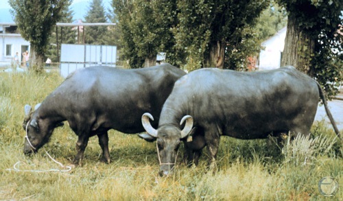 Bulgarian Milking Buffalo.