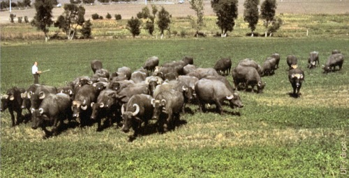 Bulgarian Buffalo.