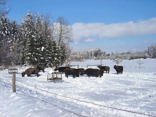 Buffalo in the Snow.