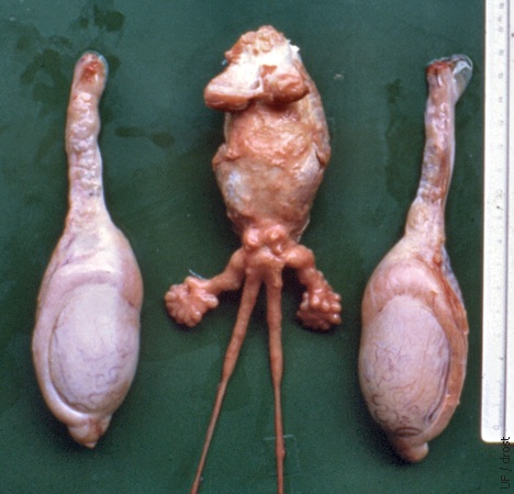 Testes and Accessory Sex Glands.