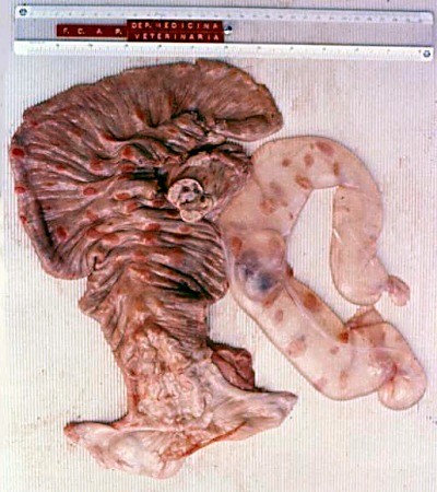 Gravid Uterus Unicornis.