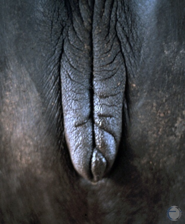 Vulva at Proestrus.