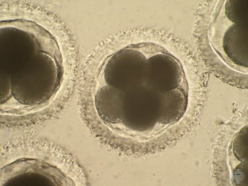 8-cell Embryo.