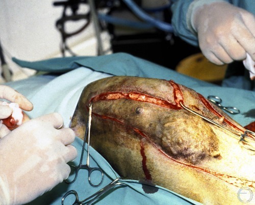 Mast Cell Tumor Removal.