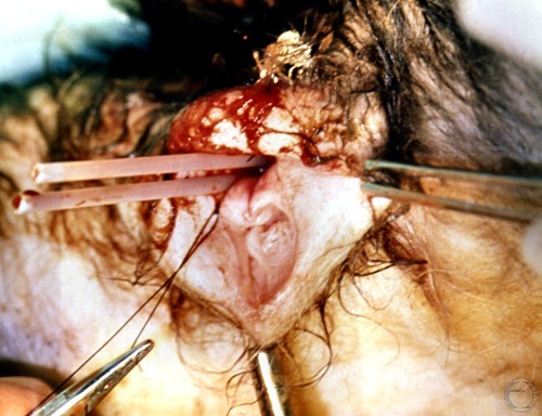 Pyometra Surgery.