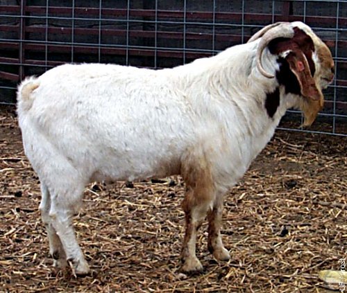 Boer Goat Buck.