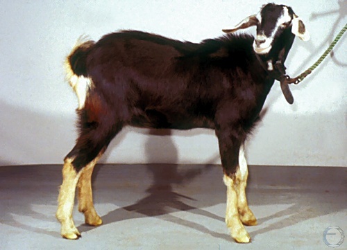 Intersex Goat.