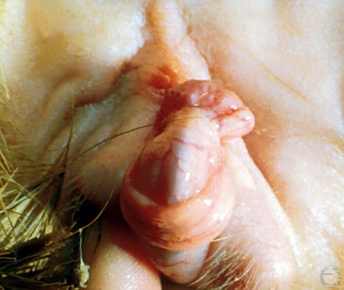 Penile Clitoris.