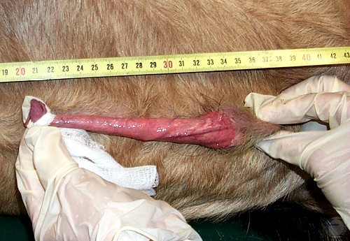 Measurement of the Penis.