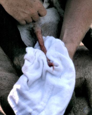 Examination of the Glans Penis.
