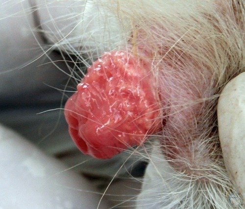 Close-up of Lymphoid Follicles.