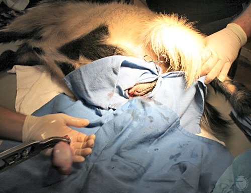 Henderson Tool Castration - Testicle Separated.