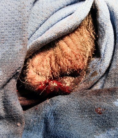 Scrotal Wound after Henderson Tool Castration.