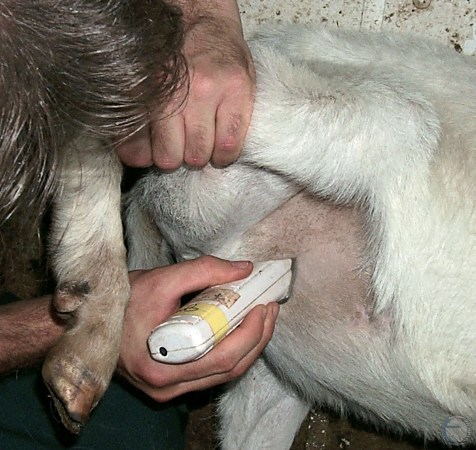 Clipping the Inguinal Region.