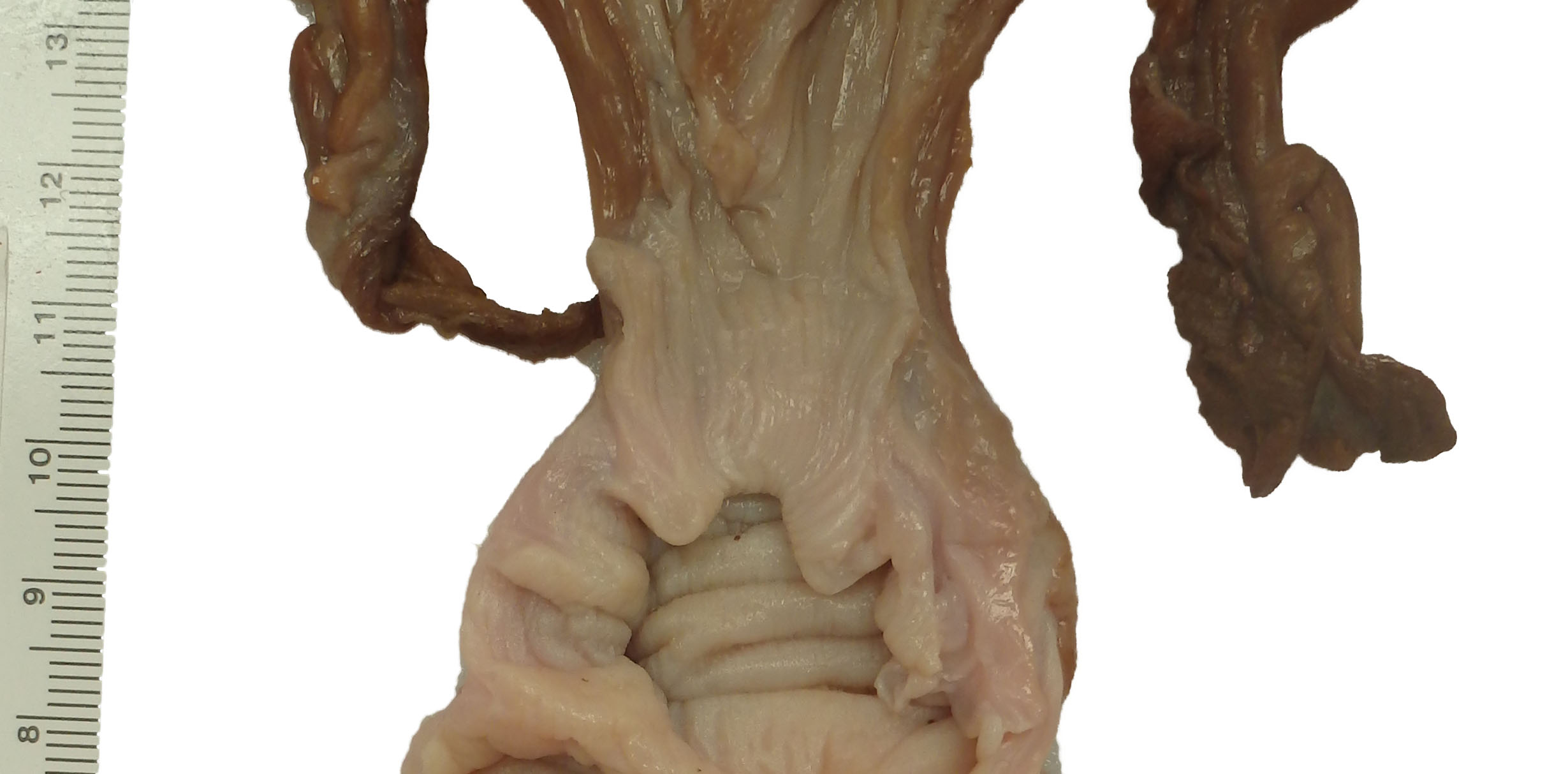 Ventral view of cervix.