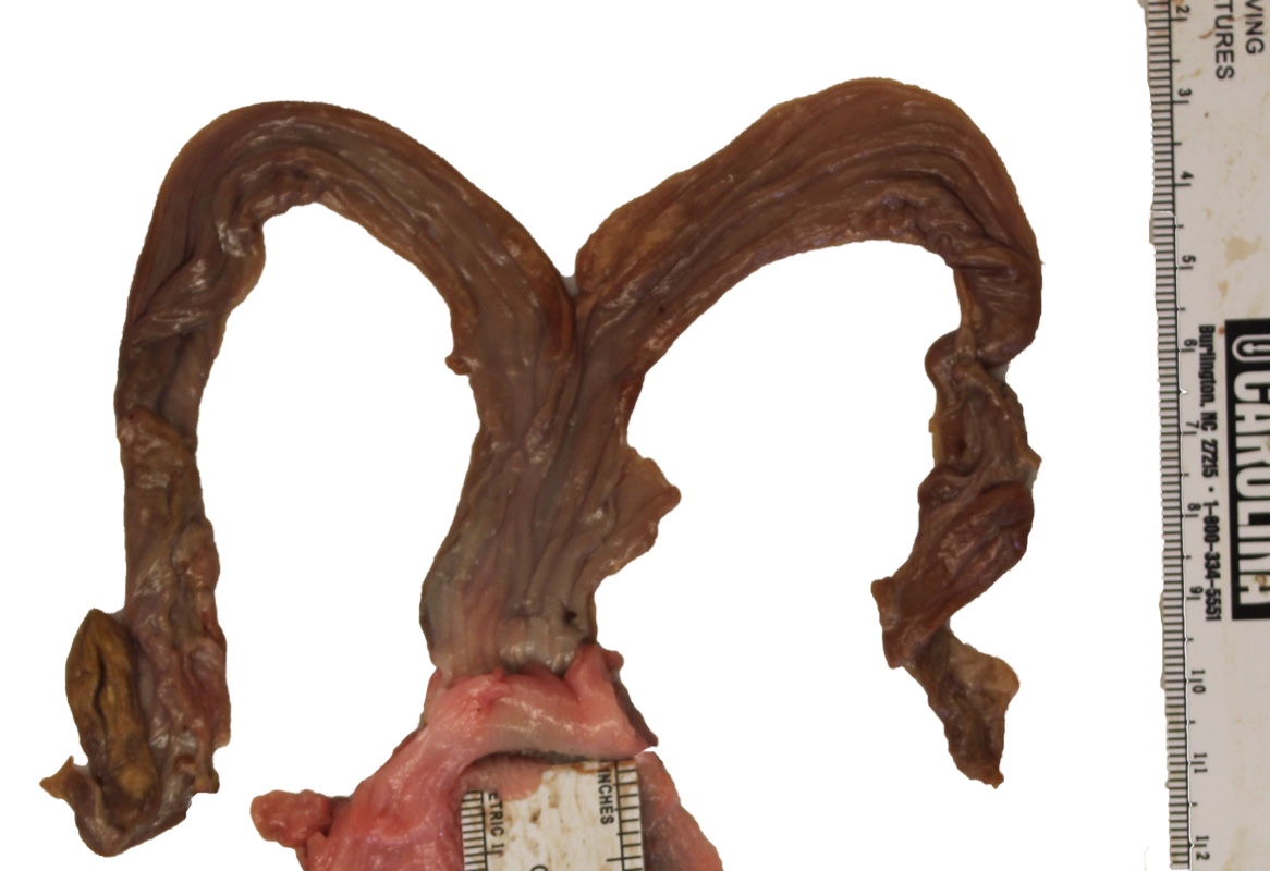 Bisected uterine horns and uterus.
