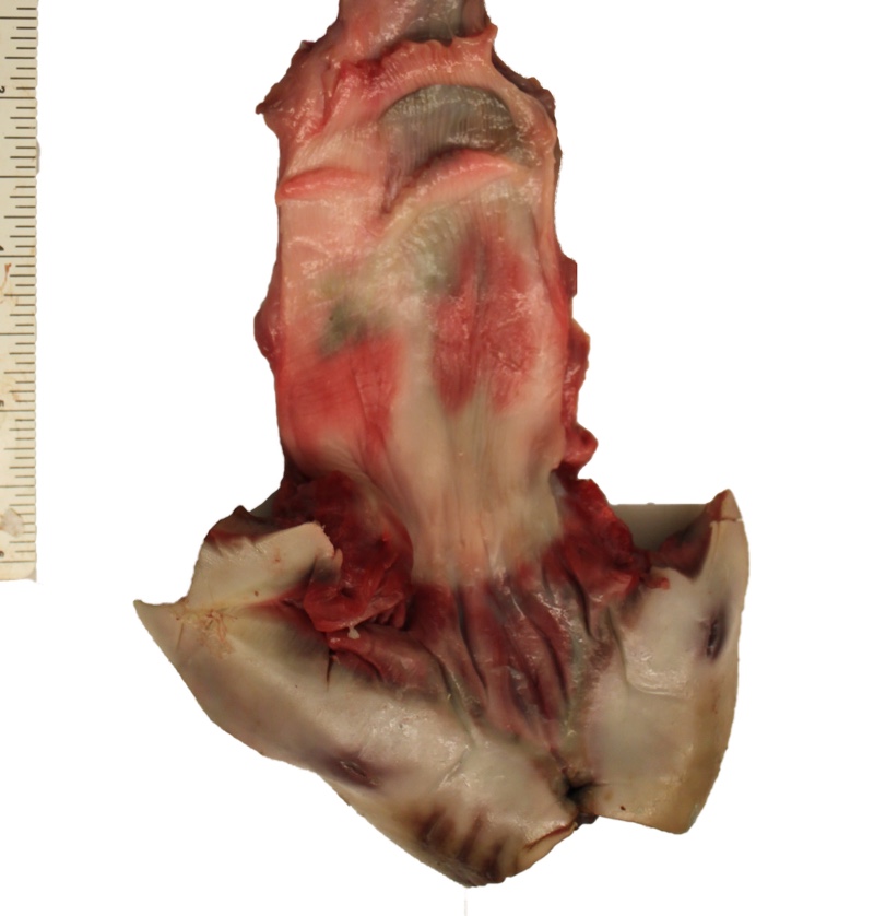 Cranial os cervix and vaginal fold.