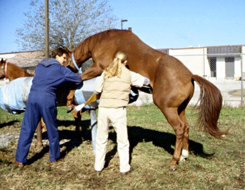 Stallion Mounting the Phantom.