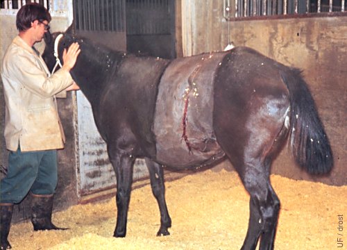 Mare after C-section.