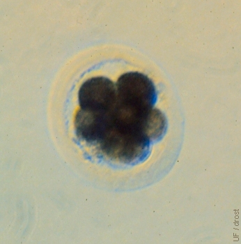 Day 2, 8-cell Embryo.